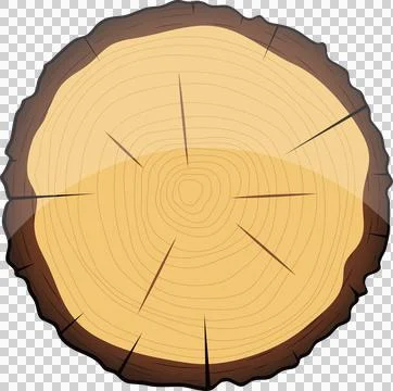 Detailed cross-section of a tree trunk, revealing growth rings and radial c.. Stock Illustration