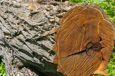 Detailed cut tree log with visible growth rings and rugged bark texture und.. Foto stock