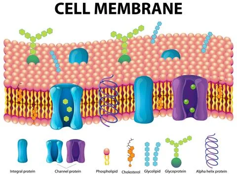 Detailed Diagram of a Cell Membrane Structure with Labeled Components Stock Illustration