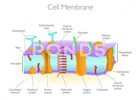 Detailed Diagram Models of a Cell Membrane Illustration #164933796