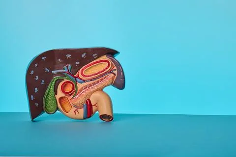 Detailed digestive system model showing liver, duodenum, and gallbladder for  Stock Photos