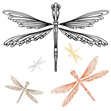 Detailed dragonfly Stock Illustration