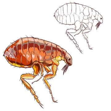 Detailed drawing of flea Stock Illustration