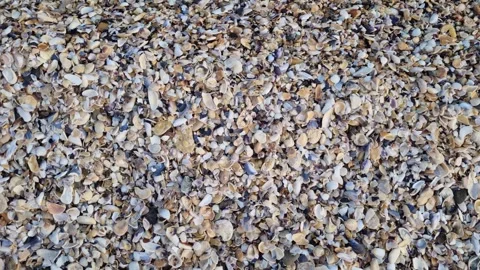 A detailed, dynamic close-up of mixed seashells and pebbles on a beach Stock Footage 322766974