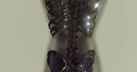 Detailed examination of the human skeletal structure from a back view Stock Illustration