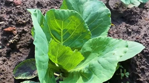 Detailed examination of a young cabbage leaf by a farmer. Stock Footage 282211736