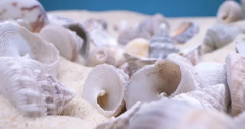 Detailed extreme close-up, conch shells on white sand Stock Footage 153902548