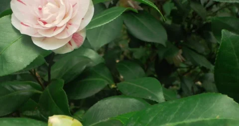 Detailed extreme close-up of multicolored white-pink camellia flower Stock Footage 150554861
