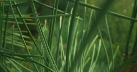 Detailed extreme close-up of pine needles on tree branches Stock Footage 151175460