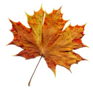 Detailed Fall Maple Leaf Stock Photos