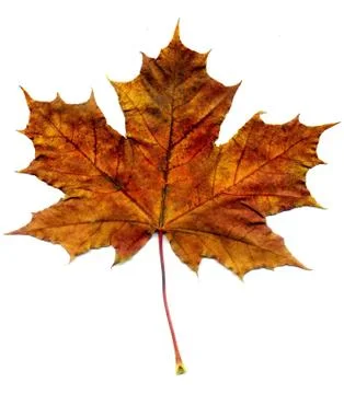 Detailed Fall Maple Leaf Stock Photos