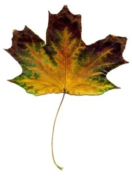 Detailed Fall Maple Leaf Foto stock
