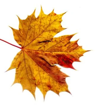 Detailed Fall Maple Leaf Stock Photos