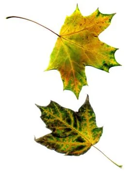 Detailed Fall Maple Leaf Foto stock