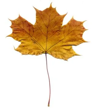 Detailed Fall Maple Leaf Stock Photos
