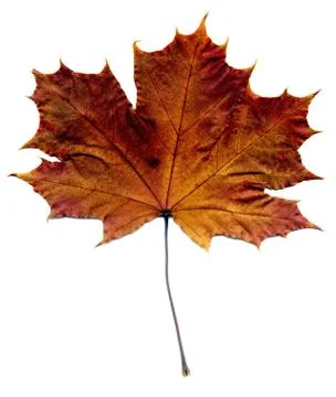 Detailed Fall Maple Leaf Foto stock