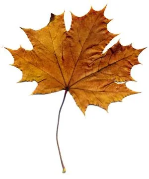 Detailed Fall Maple Leaf Foto stock