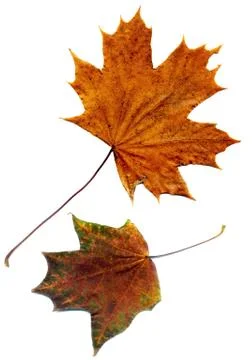 Detailed Fall Maple Leaf Stock Photos