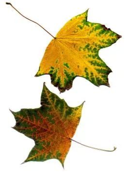 Detailed Fall Maple Leaf Stock Photos