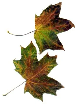 Detailed Fall Maple Leaf Stock Photos