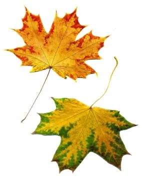 Detailed Fall Maple Leaf Stock Photos