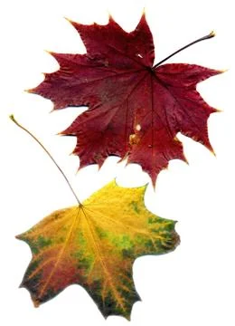 Detailed Fall Maple Leaf Stock Photos