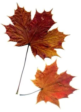 Detailed Fall Maple Leaf Stock Photos