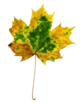 Detailed Fall Maple Leaf Stock Photos