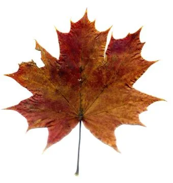 Detailed Fall Maple Leaf Stock Photos