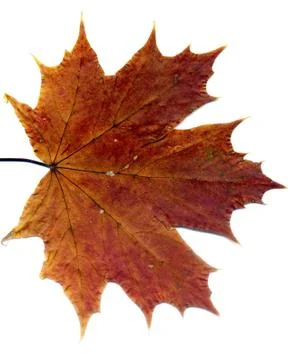 Detailed Fall Maple Leaf Stock Photos