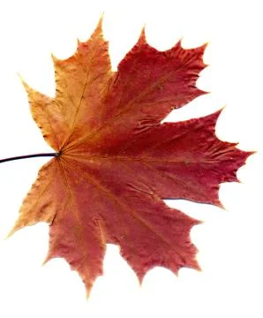 Detailed Fall Maple Leaf Foto stock