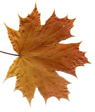 Detailed Fall Maple Leaf Foto stock