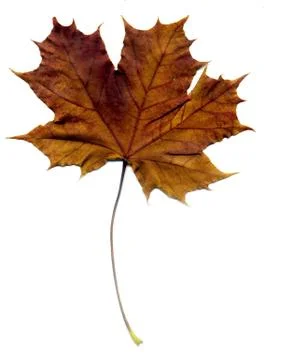 Detailed Fall Maple Leaf Foto stock