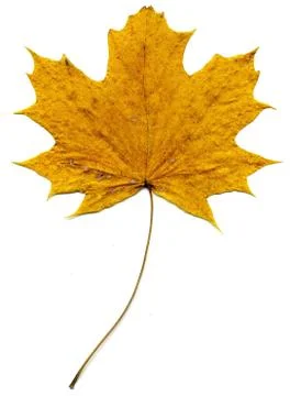 Detailed Fall Maple Leaf Stock Photos