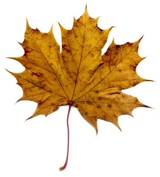 Detailed Fall Maple Leaf Foto stock