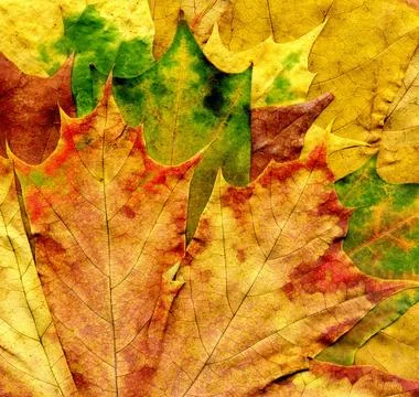 Detailed Fall Maple Leaf Texture Stock Photos