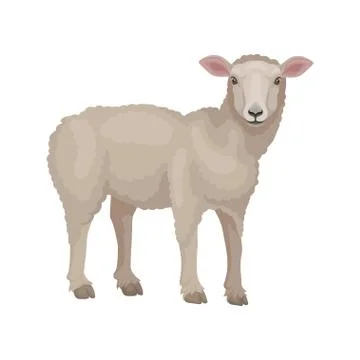 Detailed flat vector design of young lamb, side view. Sheep with beige wool coat Illustrazione stock
