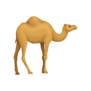 Detailed flat vector icon of Egyptian camel. Desert animal with hump on its back Stock Illustration