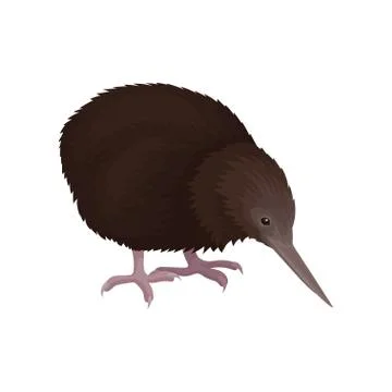 Detailed flat vector icon of kiwi bird. Wild Australian animal with long beak Ilustración de archivo