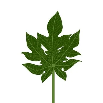 Detailed Flat Vector Illustration of a Papaya Leaf Illustrazione stock