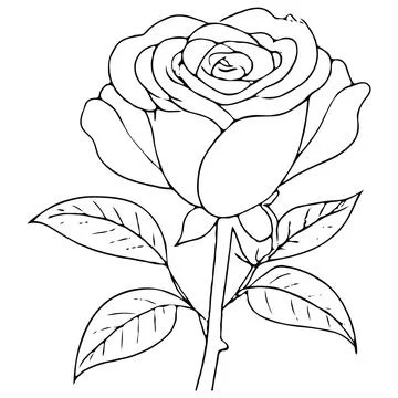 Detailed Floral vector Illustration Line art of rose Stock Illustration