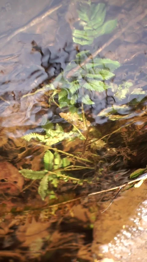 Detailed flow of a clear creek stream with sunlight reflections on water Stock Footage 344093628
