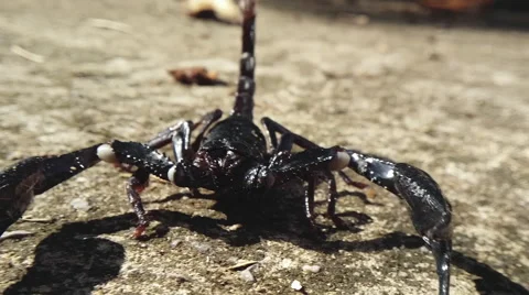 Detailed front view of running aggressive scorpion. Moving camera video Stock Footage 54481591