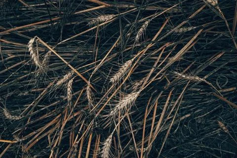 Detailed full-frame background pattern of harvested golden and brown grain .. Stockfoto's