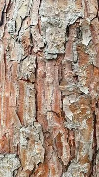 Detailed full-frame close-up of rough, textured tree bark in shades of brow.. Stock Photos
