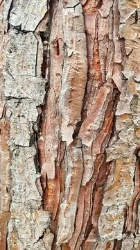 Detailed full-frame close-up of rough, textured tree bark in shades of brow.. Stock Photos