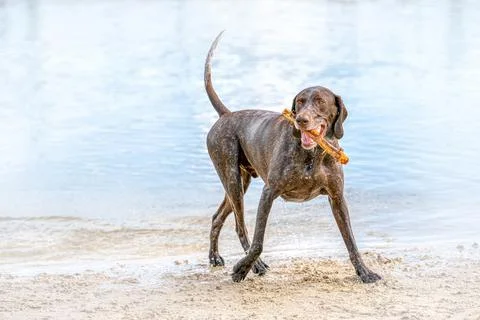 Detailed German Short haired Pointer. The dog is walking on the beach of a bl Stock Photos
