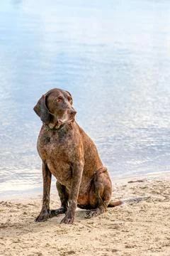 Detailed German Short haired Pointer, GSP dog sits on the beach of a lake dur Stock Photos