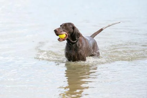 Detailed German Short haired Pointer. The dog swims in the blue lake with a y Stock Photos