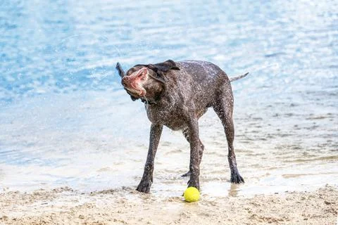 Detailed German Short haired Pointer stands on the sand. The dog shakes off a Stock Photos